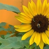 Free Tree Sapling at UGC's South Chicago Farm